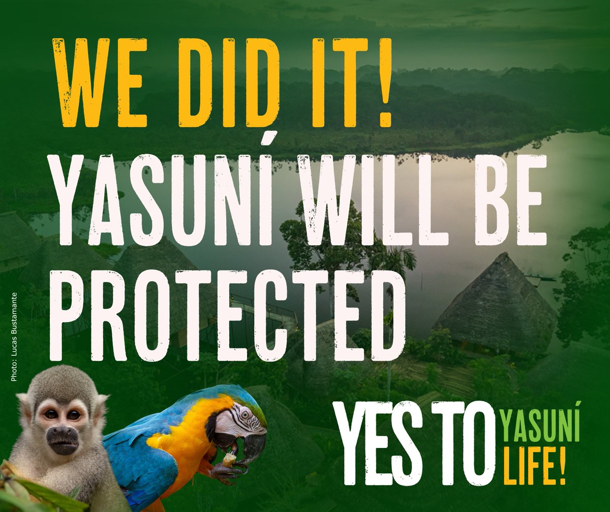 Victory for the #Amazon and Indigenous Peoples! 💪 The 'Yes' to #Yasuní triumphs in #Ecuador, marking a historic milestone in the defense of the Amazon. This moment strengthens collective rights and opens a new path towards a post-extractivist model.🌎 #YesToYasuní🌈 #SíAlYasuní