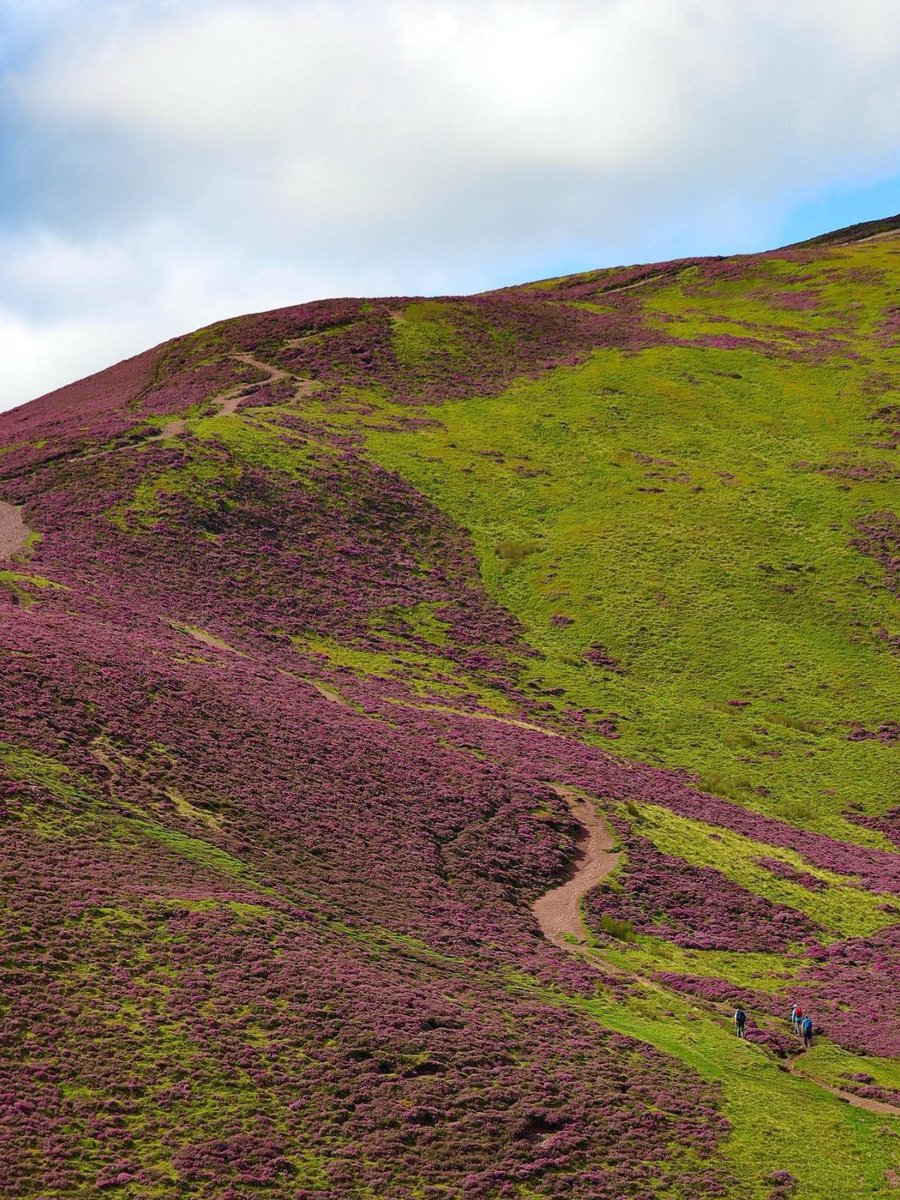 Who's dreaming of a trip to #Scotland during the vibrant heather season? 💜🙋

📍 Pentland Hills Regional Park 📷 IG/ewexplores #RespectProtectEnjoy