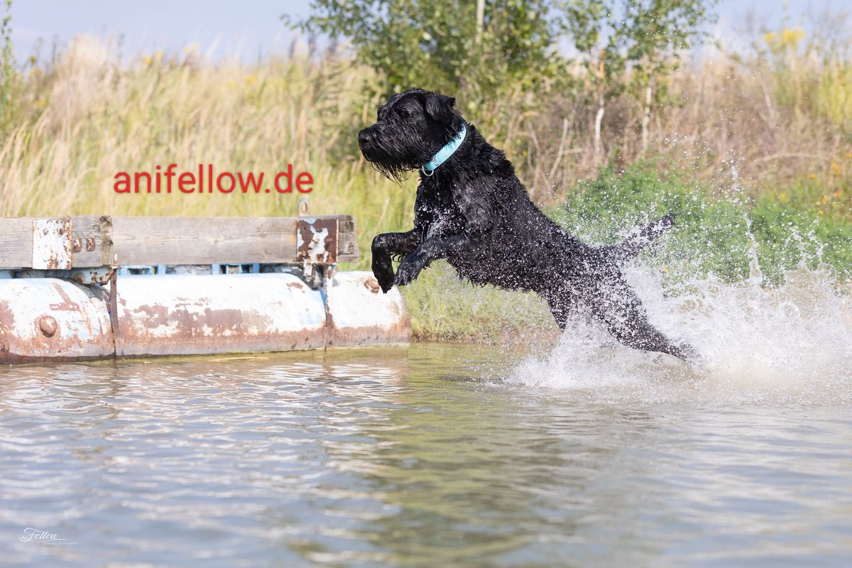 #Hunde, #Katzen, #Pferde
Ich mach mal wieder Werbung für meine Tochter. Professionelle Tierfotografie im Raum Dessau.