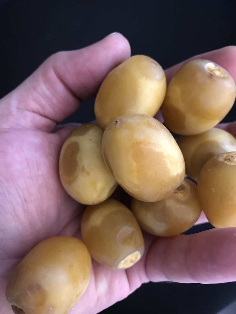 skynite's tweet image. #Barhi #dates, #fruitofthegods are in #season and my life is complete! A native fruit of #Iraq #halfandhalf . #ohsogood