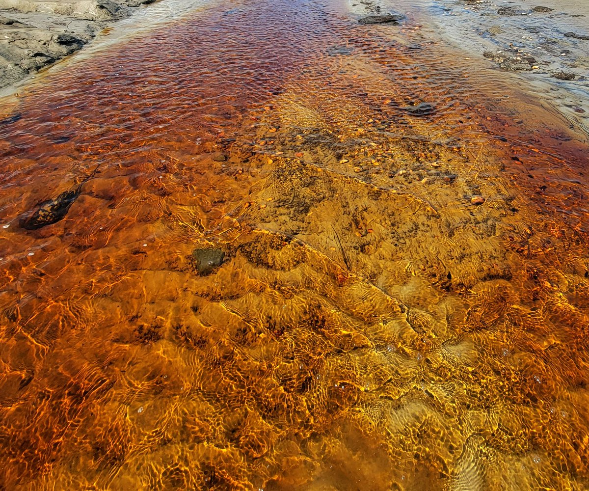 Mel7Labrador's tweet photo. Within this  #tea coloured #Pemsik brook lives life - an #AmericanEel baby who returned to the place of his #ancestors.
We need to stop &amp; think about how connected we are to the creatures around us-- as we too visit ancestral homelands. #traditionalecologicalknowledge #indigenous https://t.co/Gib4zdPCFp