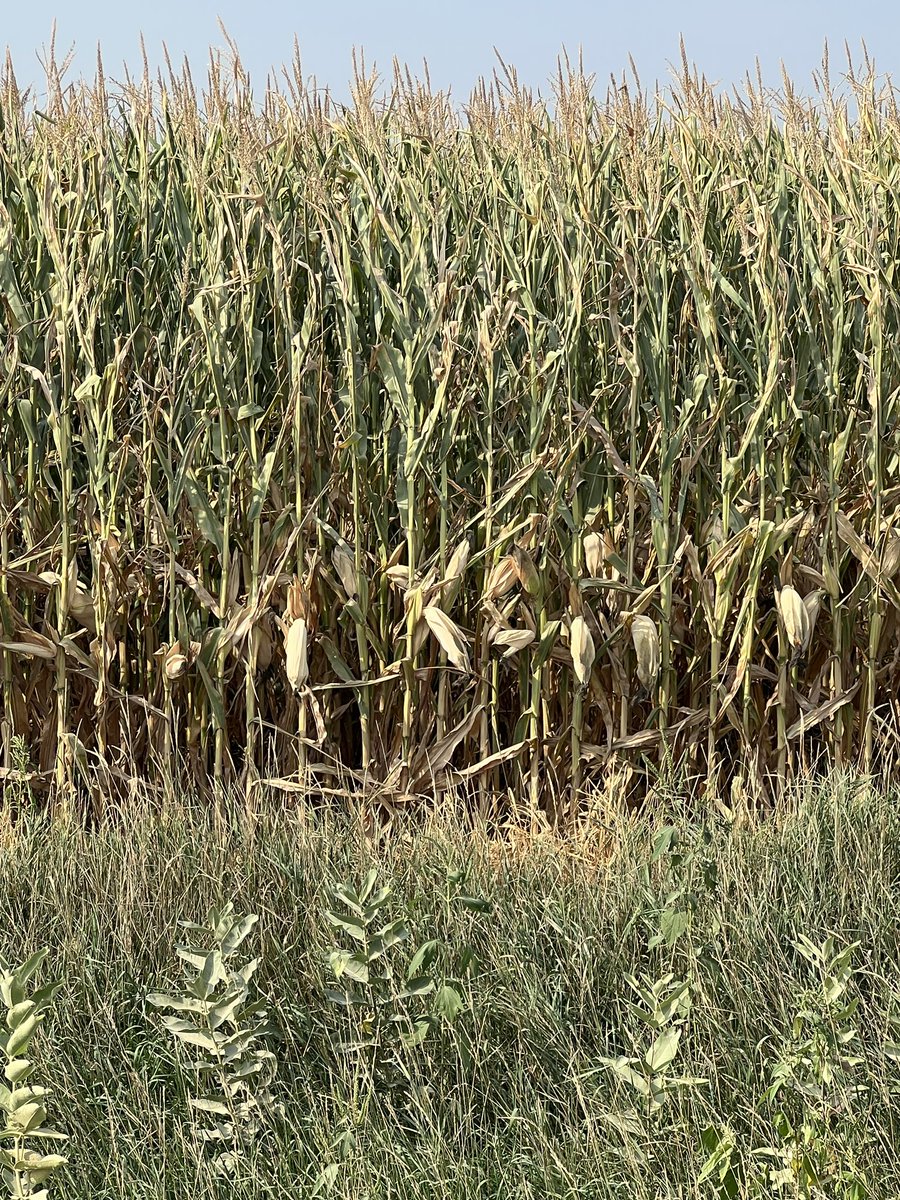 Corn is about done and not the hottest temps yet