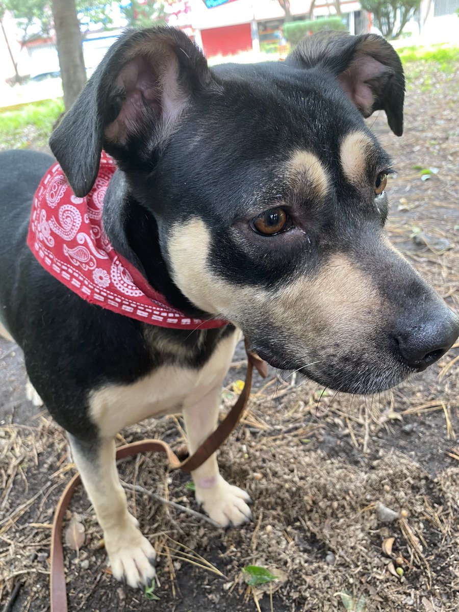 𝙷𝚎𝚕𝚊 𝙼𝚘𝚛𝚎 🐶 tweet media