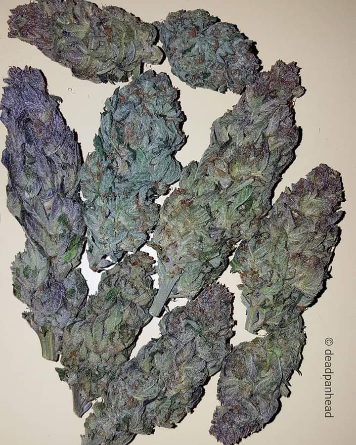Fernand49034227's tweet photo. Big nugs 💪🏻💜 https://t.co/RmQdCH7FT1