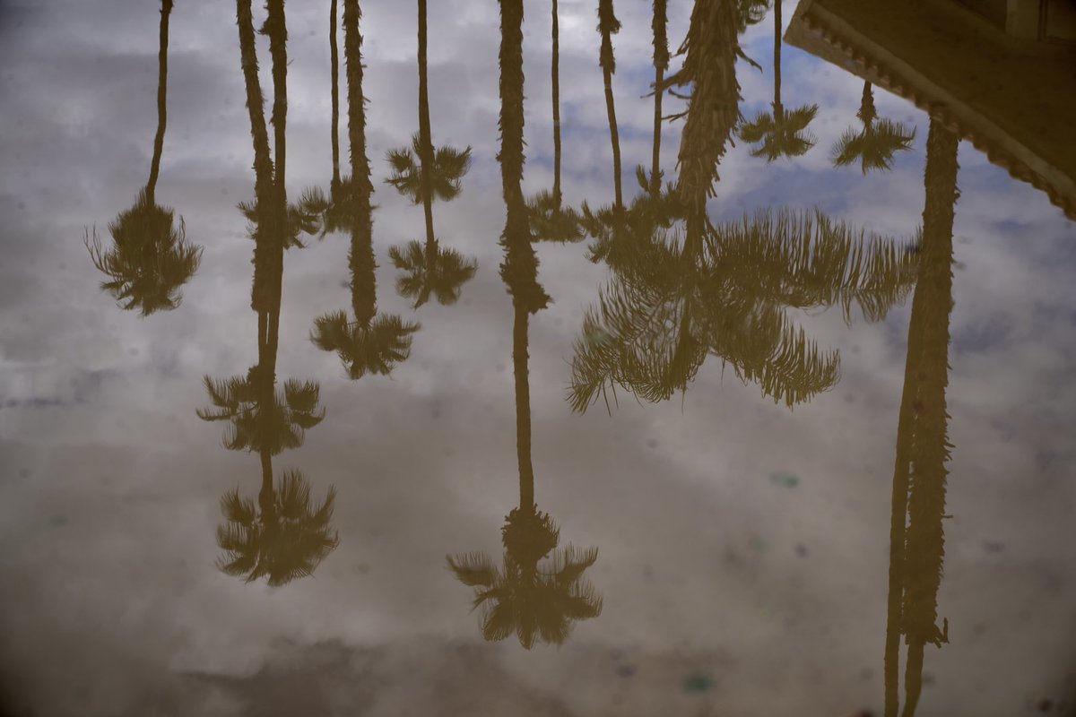 Allison Dinner tweet media