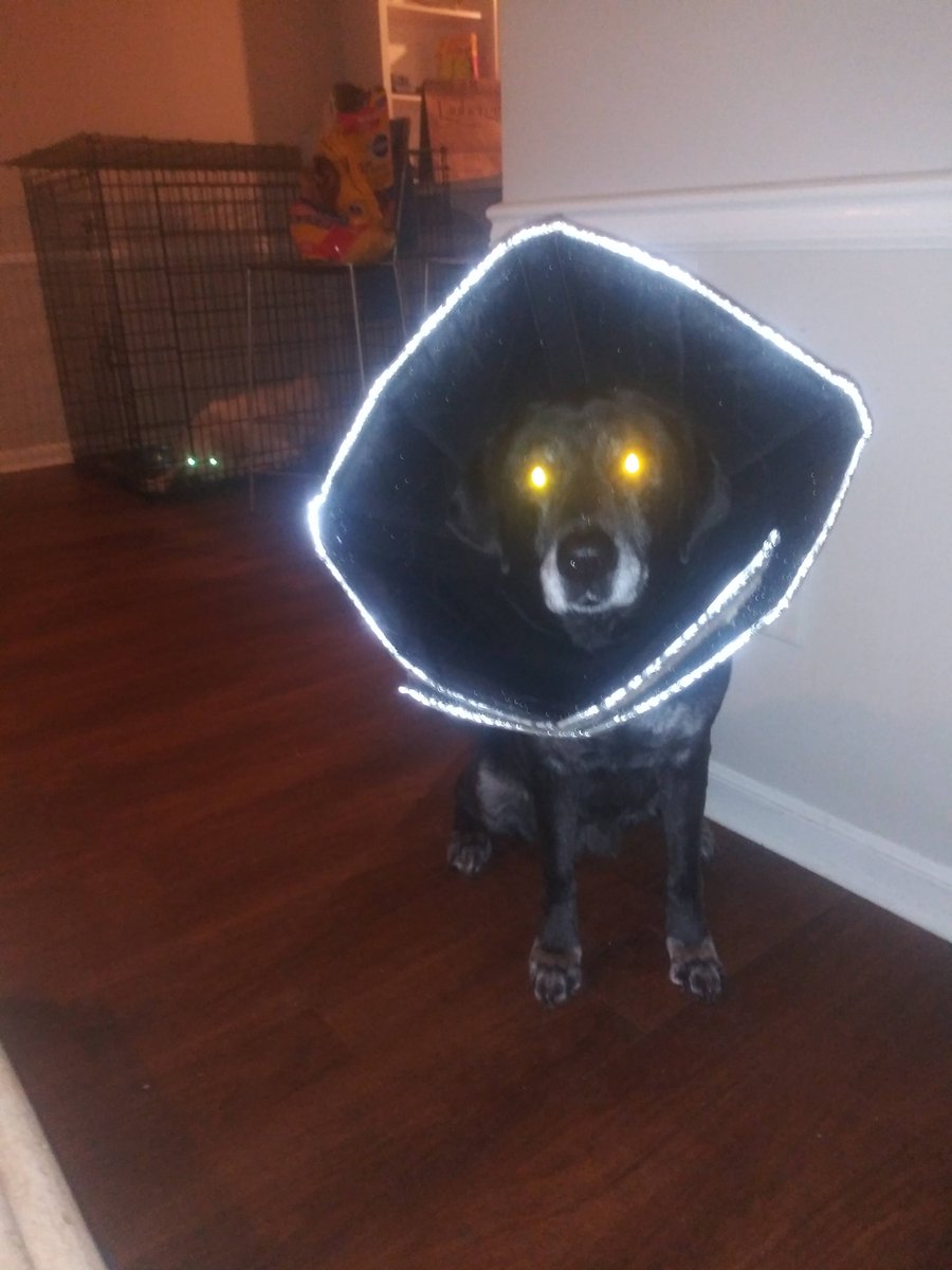 GreatestPyrene1's tweet photo. If elon musk needs any #SpaceX therapy dogs... I could use a break : ) ♥ ♥ #labrador #greatpyrenees #lab_pack #dogsoftwitter #peace #quiet #bbq #rickygervais #SouthPark #GalGadot #Trey_Parker #CasaBonita #KeithUrban https://t.co/OE0lWtsI93 https://t.co/ieLSZNI7bE