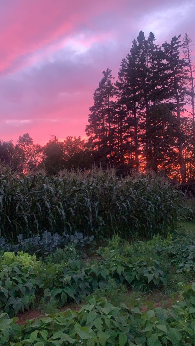"Red sky at night, sailor's delight. Red sky in morning, sailor's take warning"  and… all  in sight to my gardens delight  #fortunecovetravels #pei #comeoncorn 😊