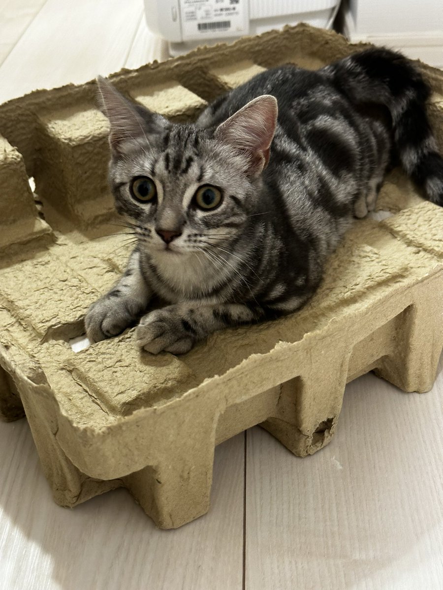 nekoneko07021's tweet photo. おはようございます☀
モゾモゾ。
新しいゴミ箱を買ってスイクンは興味津々。#simplehuman
シンプルキャット🐈
あれ??スイクンは、もしかしてゴミ箱じゃなくて…
これは、ダンボールやんけ! https://t.co/UvUJ6aRVtF