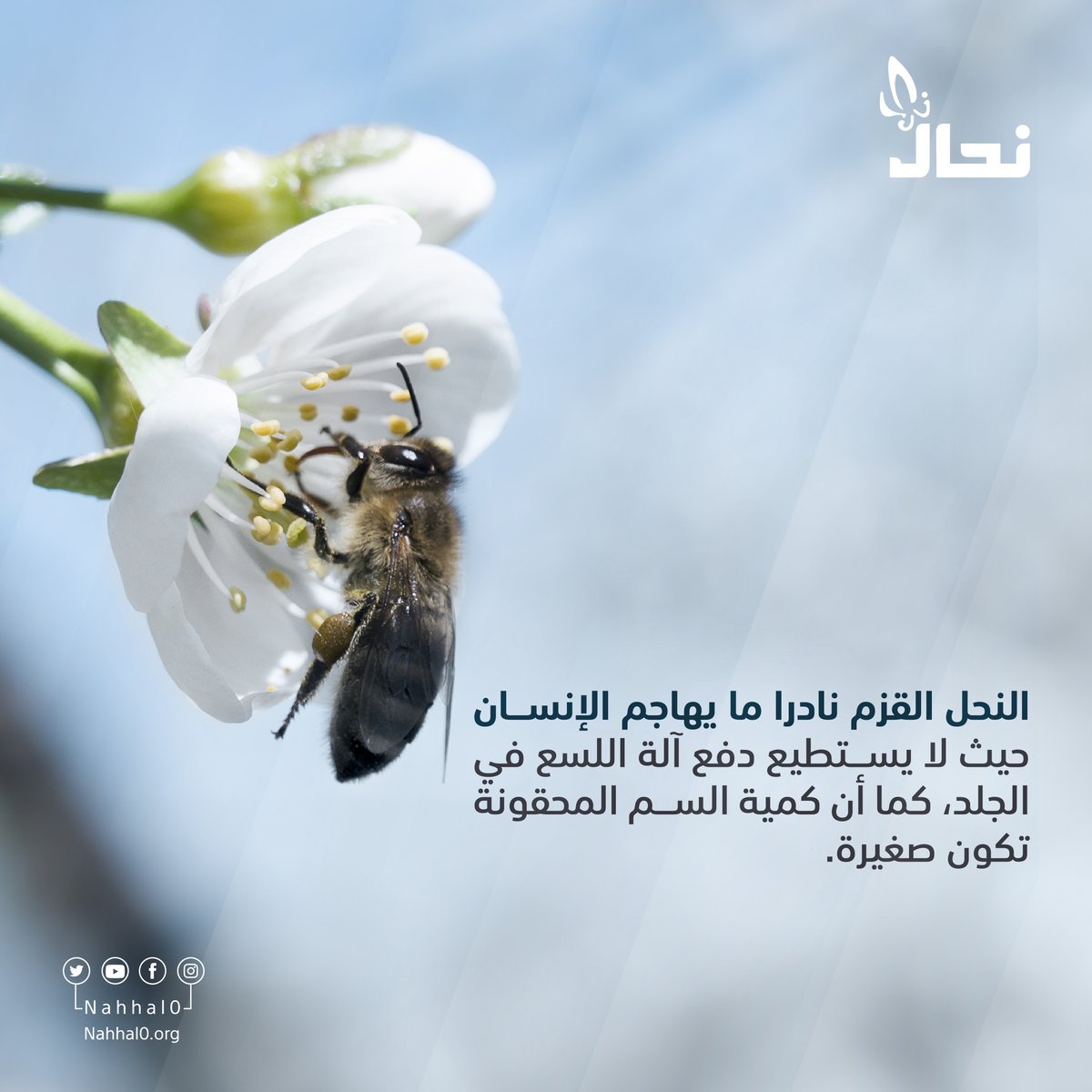 جمعية نحال tweet media