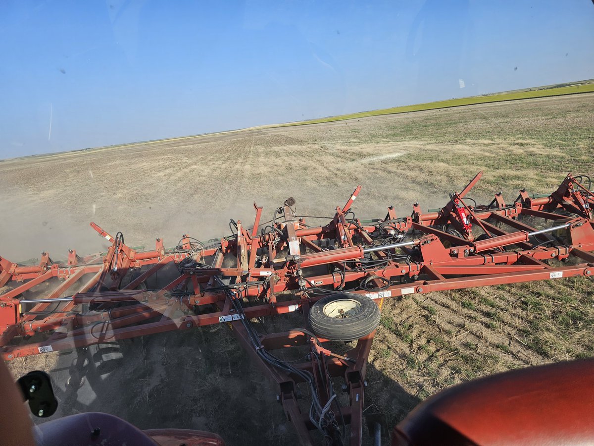 Operation kill windmill grass is underway.