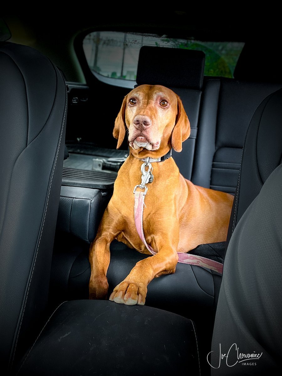 Charlie and I walked 8.5 km yesterday to southgate to surprise Rami when she got off work. Charlie was very alert keeping an eye out for Rami as we waited in the car. #dog #pet #vizsla