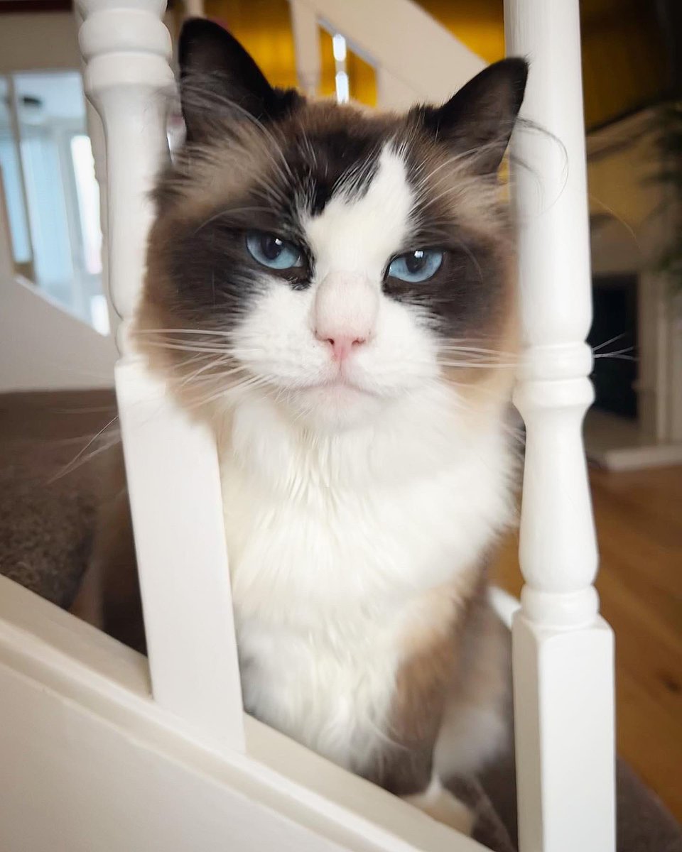 RenfrewCatman's tweet photo. If you are looking for a cat sitter in the Renfrewshire area, please get in touch.
I am based in Elderslie and I am happy to travel to surrounding areas to help out 🐾
My prices start from £12 per visit or £18 for two visits in a day (no matter how many cats). https://t.co/LqT7q60Evm