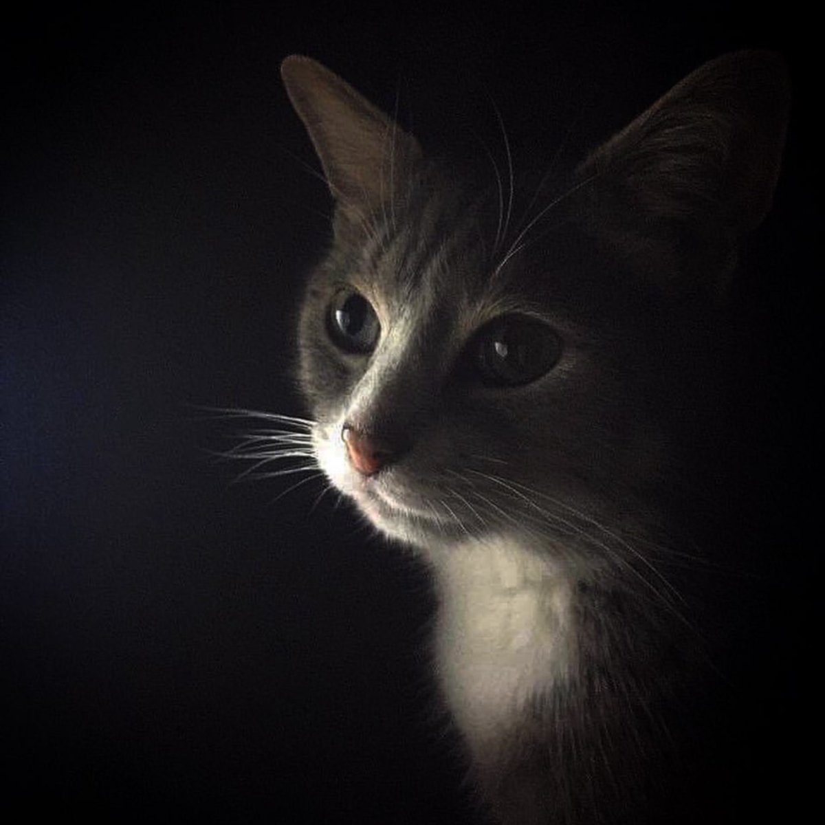 RenfrewCatman's tweet photo. If you are looking for a cat sitter in the Renfrewshire area, please get in touch.
I am based in Elderslie and I am happy to travel to surrounding areas to help out 🐾
My prices start from £12 per visit or £18 for two visits in a day (no matter how many cats). https://t.co/LqT7q60Evm
