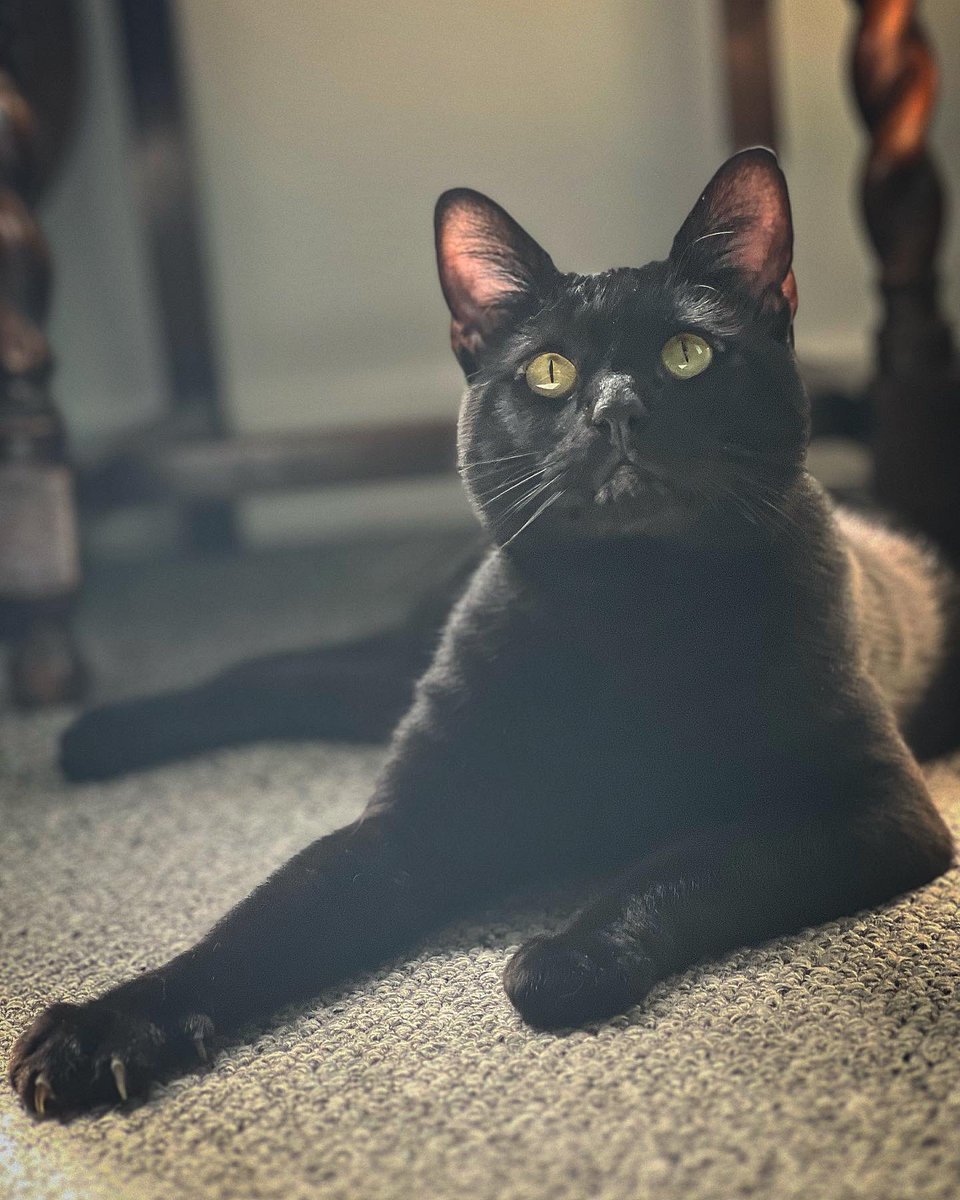 RenfrewCatman's tweet photo. If you are looking for a cat sitter in the Renfrewshire area, please get in touch.
I am based in Elderslie and I am happy to travel to surrounding areas to help out 🐾
My prices start from £12 per visit or £18 for two visits in a day (no matter how many cats). https://t.co/LqT7q60Evm