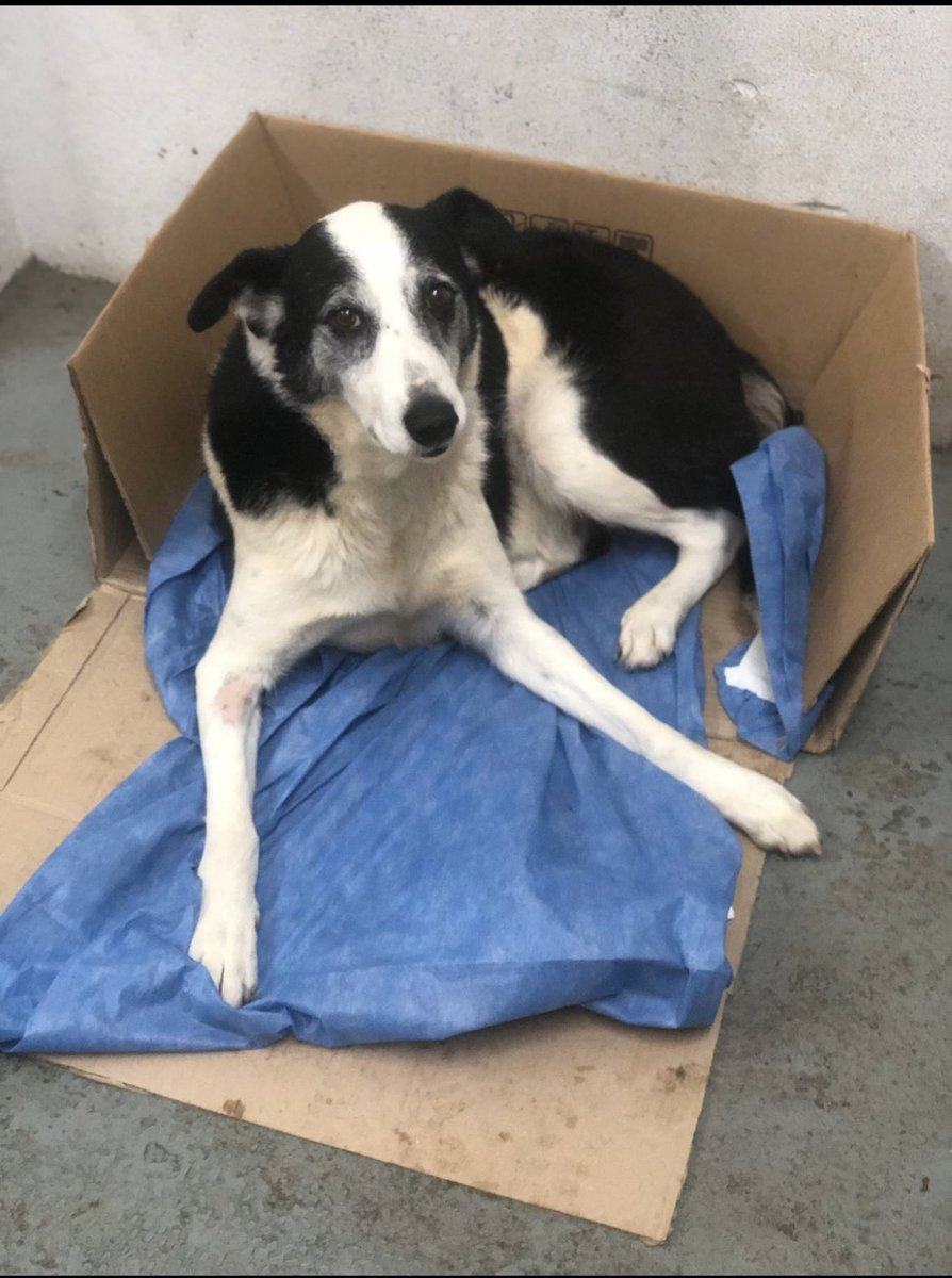 lagarzasosa_'s tweet photo. Branca tiene cerca de 10 años
Es tranquila, se lleva bien con otros perros pero necesita una casa donde la cuiden y la amen mucho. Hoy vive en un refugio y no quiero que pase el resto de su vida ahí
Queres adoptarla? 
Escribime, la llevamos a va a CABA y GBA 
Rt por favor https://t.co/k2UIppaUIx