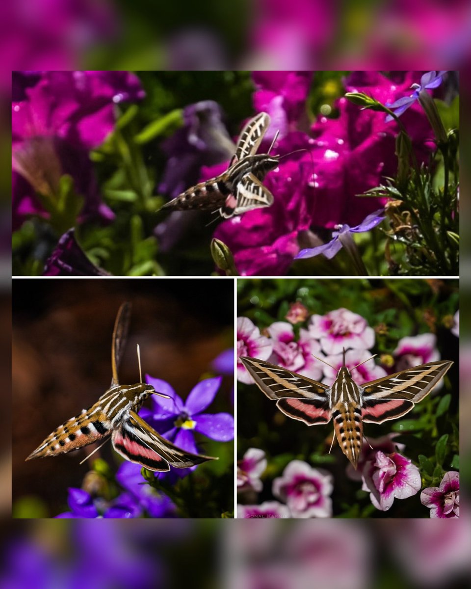 White-lined Sphinx Moth enjoying my garden blooms #Hyleslineata #whitelinedsphinx #hummingbirdmoth #cowx @9NEWS @DenverChannel #pollinatorgarden #highaltitudegardening #rockymountains #sonya7iii #sonyphotography