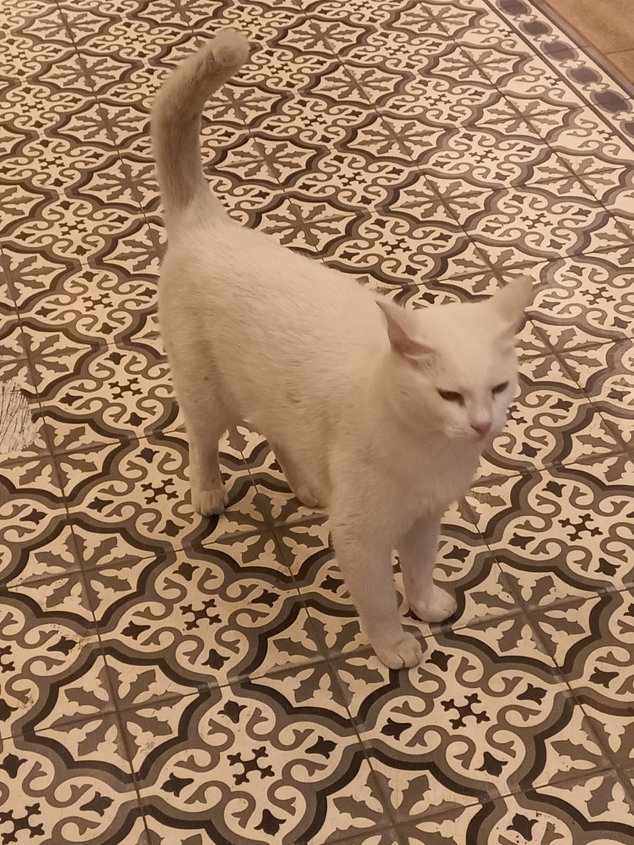 ACİL YUVA İLANI 🚨🚨ESKİŞEHİR
Pamoş yaklaşık 1 yıldır kaldığı fırında artık istenmiyor. İstenmeme sebebi de koltuğu kıl yapması. Fırın sahibi Pamoş gitmezse şiddet göstereceğini söylemiş. Bu çocuğun acilen yuvaya ihtiyacı var. <a href="/babydenizzzz/">babydeniz</a> ikna etmeye çalışmış fakat başarılı ol+