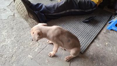 Dejaron a estas dos bebes abandonadas en un taller y las tienen amarraditas para que no se escapen.💔 Les dan comida y agua pero la están pasando mal. Si les interesa adoptar, les dejaré el contacto. 

+503 6828-0769

 (Me ayudan compartiendo🙏🏻)