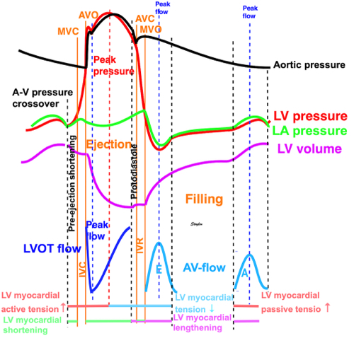 Do you think that myocardial contraction equals shortening and relaxation means elongation? Think again! folk.ntnu.no/stoylen/strain…