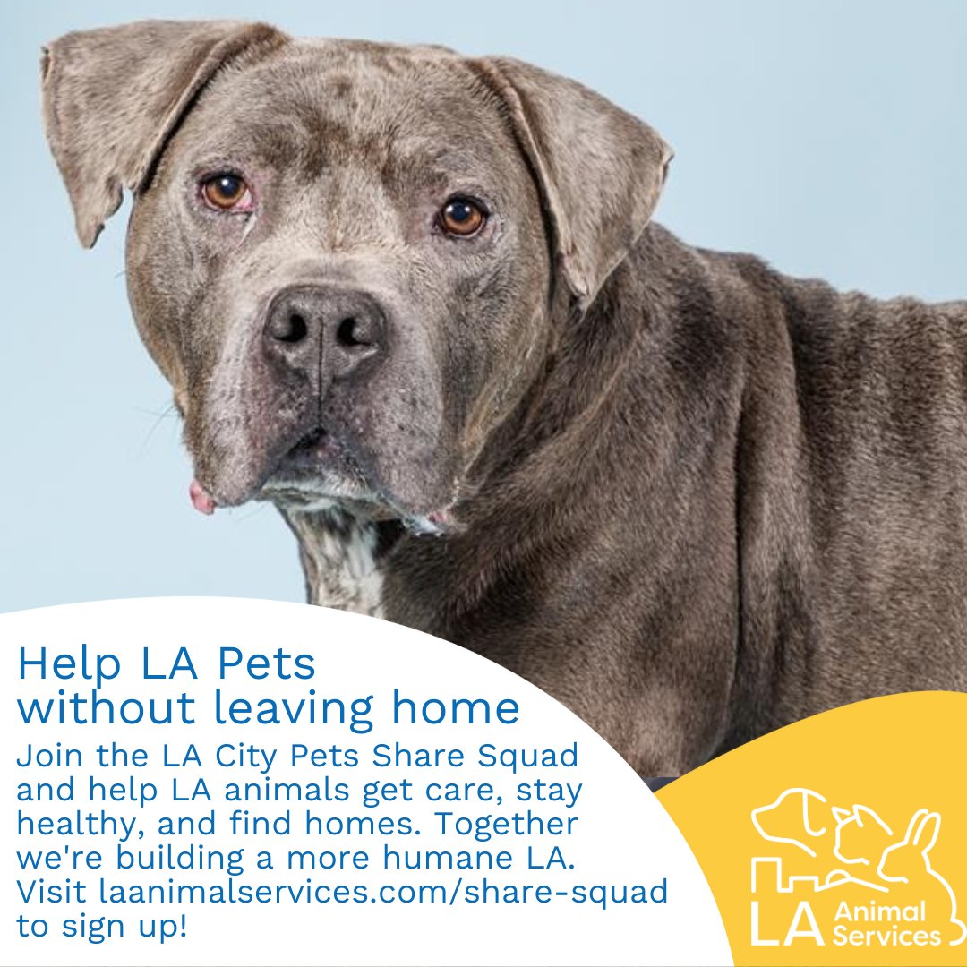 LA City Pets Share Squad plays a critical role in helping pets find homes, like Coconut (#A2025094), available for adoption at our Chesterfield Square / South LA Center.

Sign up now by visiting laanimalservices.com/share-squad #lacitypets #sharesquad #adopt #foster #petsofLA