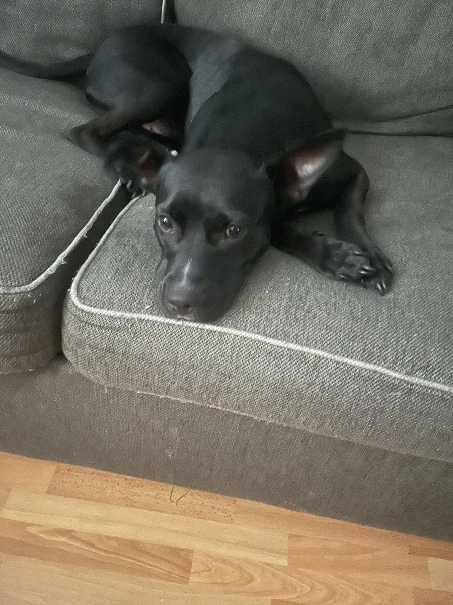 Melli_mel80's tweet photo. @Benny_B_Henry @crazyclipsonly Yeah not all pit bulls or pit bull mixes are vicious it’s how they are trained my baby won’t even bark if someone knocks at the door.. https://t.co/46NiqWAYg3