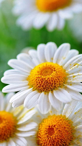 audavargas25's tweet photo. #Gratitude
Straight to your soul
A soft kiss 😘
Straight to you heart
A big &amp; warm hug 🤗
Straight to your spirit 
My affectionate &amp; grateful feelings💛 for your support🌻
#DearFriends 💕
Joy to your days
Confidence in your dreams
Harmony for your path✨️
Bessings to your life🙏 https://t.co/tesTOQw0o0