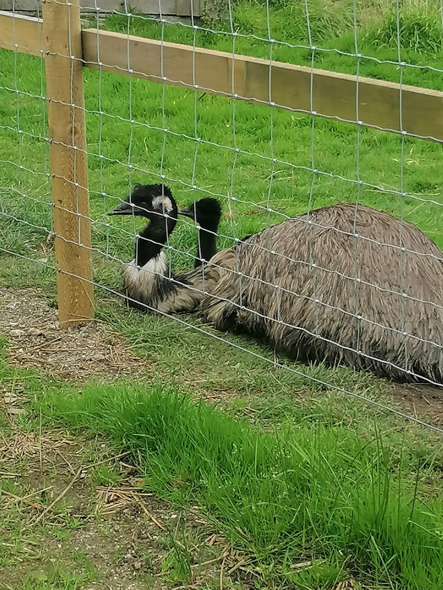 CoachPyrah's tweet photo. Had a drive out to see some owls today. The A30 was horrendous but the @ScreechOwlSanct was really good. One owl in particular was very friendly, as was Teddy the Fox. The coffee and cake was also very good #cornwall2023 https://t.co/C9gdK61BPy