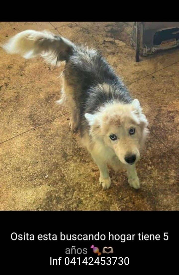 PerroUsuario's tweet photo. Reporta  @anitavidalp: Esta perrita se llama Osita es una Husky siberiano con Malamute tiene 5 años esta en Caracas, y esta sola en una casa que están vendiendo,  es muy cariñosa y sociable con otros perros y humanos. Es urgente conseguir un hogar. Contacto en la foto https://t.co/TnHCd1EmOb
