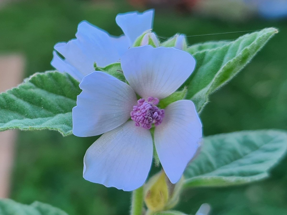 Heerlijkheyd's tweet photo. De Althaea officinalis (echte heemst) staat hier in bloei. Het zetmeel uit de wortel werd vroeger gebruikt voor marshmallows en spekjes, de bladeren zijn gekookt eetbaar en de bloemen worden rauw gebruikt in salades.
#Frankrijk #puydedôme #Althaea #heemst https://t.co/93Ey3PZaiI