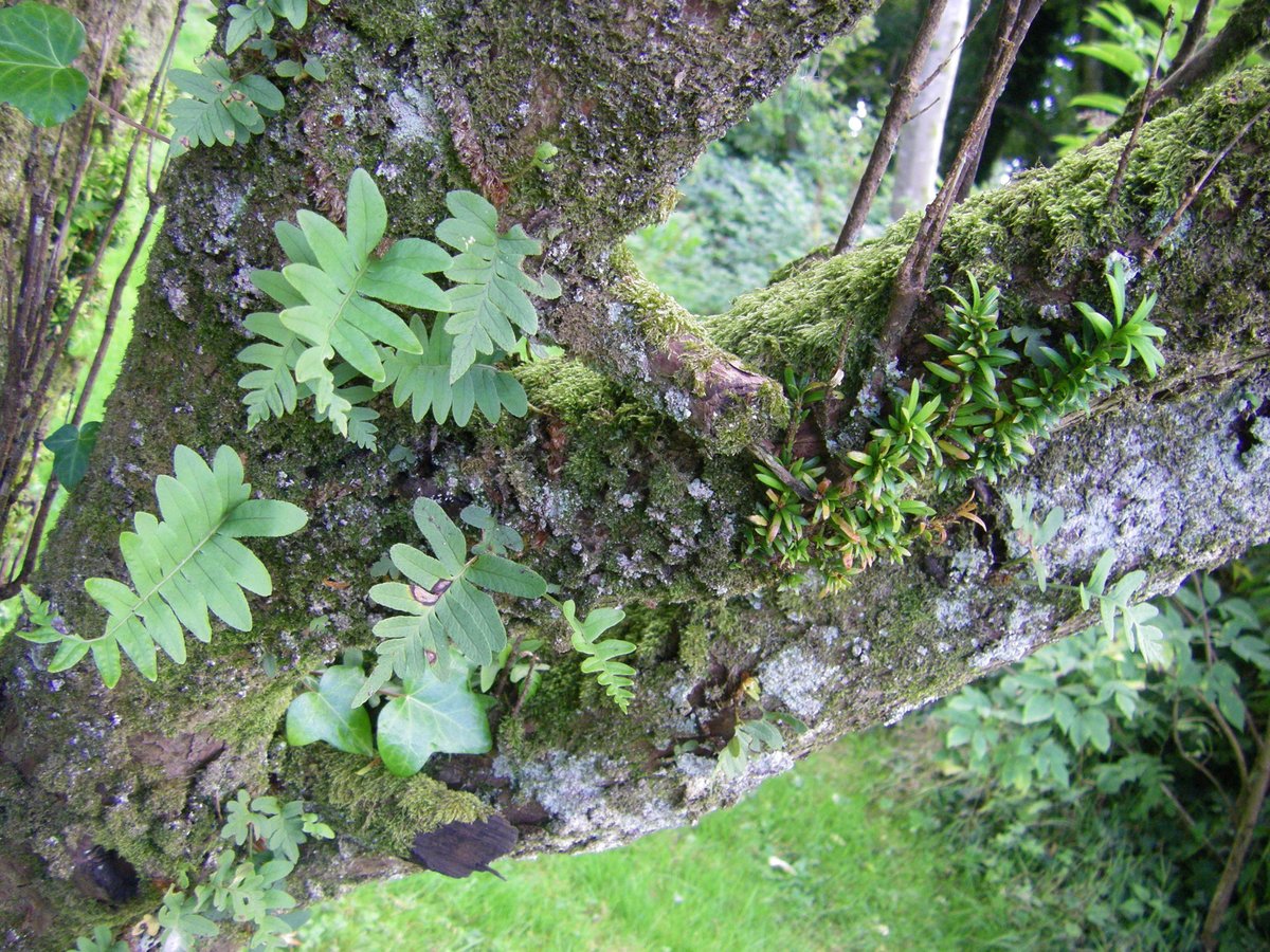 NormaSaunders's tweet image. #smallbeautieshour #becauseofClem #threadofgold