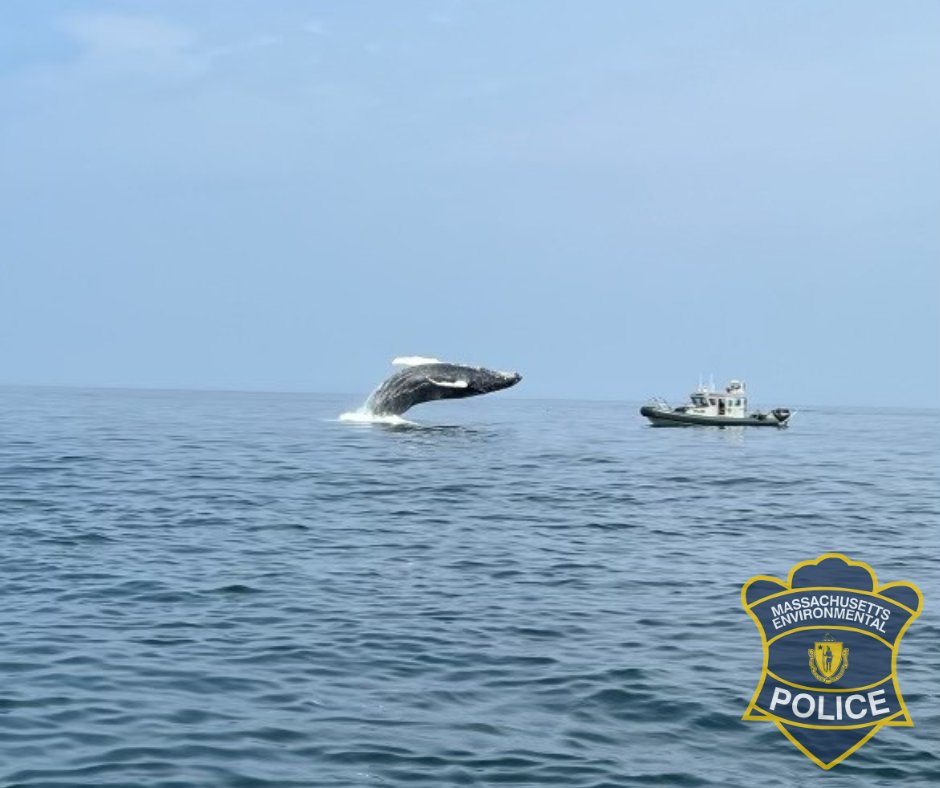 MAEnviroPolice's tweet photo. Officers patrolling Stellwagen Bank, ensuring boater compliance with whale regulations, received a warm welcome from the locals this afternoon. https://t.co/TEV45bZrzz