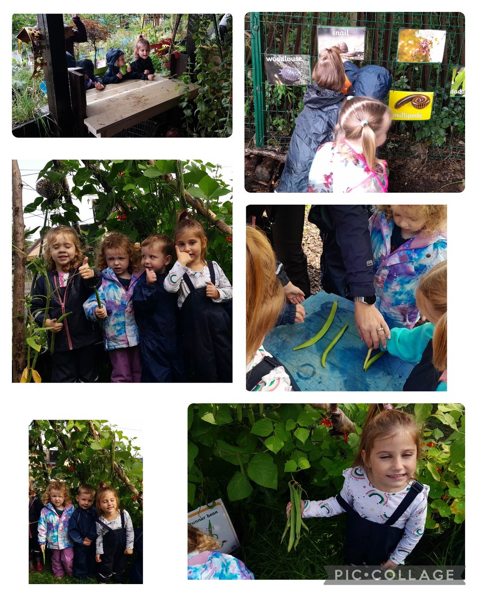 Suzieq1402's tweet photo. Very Busy Bees Childminding Group  @FARE_Scotland LC Allotment.  mud flower burritos, measured our cobra, sunshine &amp; enorma beans. Harvest potatoes &amp; tomatoes, bughunting.Treat of courgette chocolate cakes &amp; courgette parmesan crisps. @AlfieWi59463277  @Jimmy_FARE @RHSBloom https://t.co/hmuK1RZToM