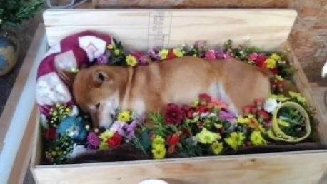 DrcDAO's tweet photo. 再见了cheems
我很喜欢你的那张大战哥斯拉的照片🕯️
#ripcheems  #cheems https://t.co/AxoufCMSxm