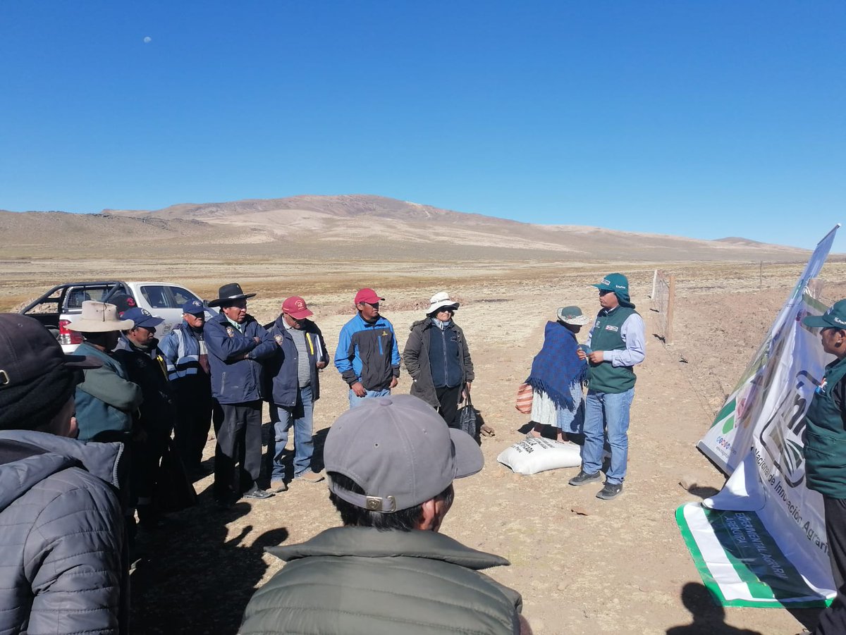 INIAPeru's tweet photo. [#Arequipa]
La EEA Arequipa mediante el #PROSEM, en coordinación con el Tambo del programa PAIS - MIDIS, desarrolló la Charla: “Importancia de calidad de semillas e instalación de parcela demostrativa del cultivo Triticale, variedad INIA 906 SALKANTAY”, en Yanque, Caylloma. #INIA https://t.co/dMn7mbmYuG
