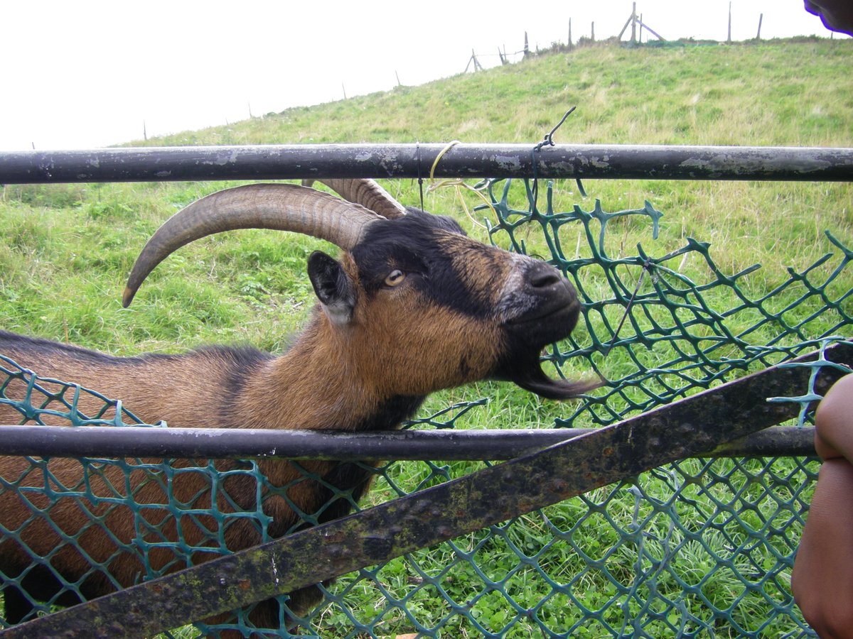 NormaSaunders's tweet image. #smallbeautieshour #becauseofClem #threadofgold