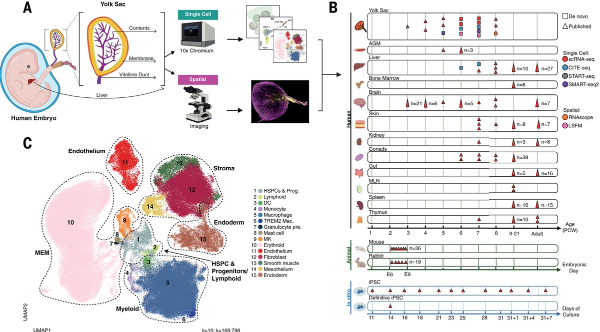 In the latest @ScienceMagazine, @IssacEGoh, @BottingRachel, L. Jardine, @BertieGottgens, @teichlab, @Muzz_Haniffa, & al lead a @humancellatlas study of #human #YolkSac, explicating its various roles in #embryonic development including #immunity! bit.ly/yolk_sac