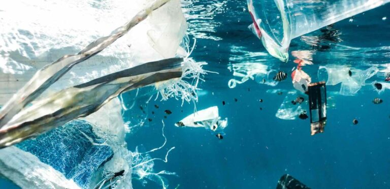 Hongos que comen plástico: una alternativa para combatir la contaminación de los mares: solarpedia.info/noticias/hongo…