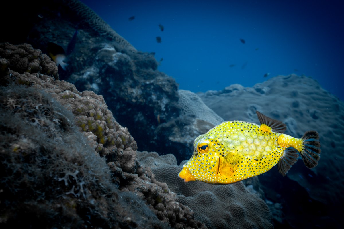 FGBNMS's tweet photo. Have you captured a 1-in-a-million ocean-themed photo? Submit it to the #GetIntoYourSanctuary #PhotoContest by 9/4.
https://t.co/5YMUXWzOD6
This Golden #SmoothTrunkfish was a 2022 entry. @FGBNMS is 1 of only 2 places in the world you can even see this fish!
π·Jennifer Ackerman https://t.co/N3IZbH37ru