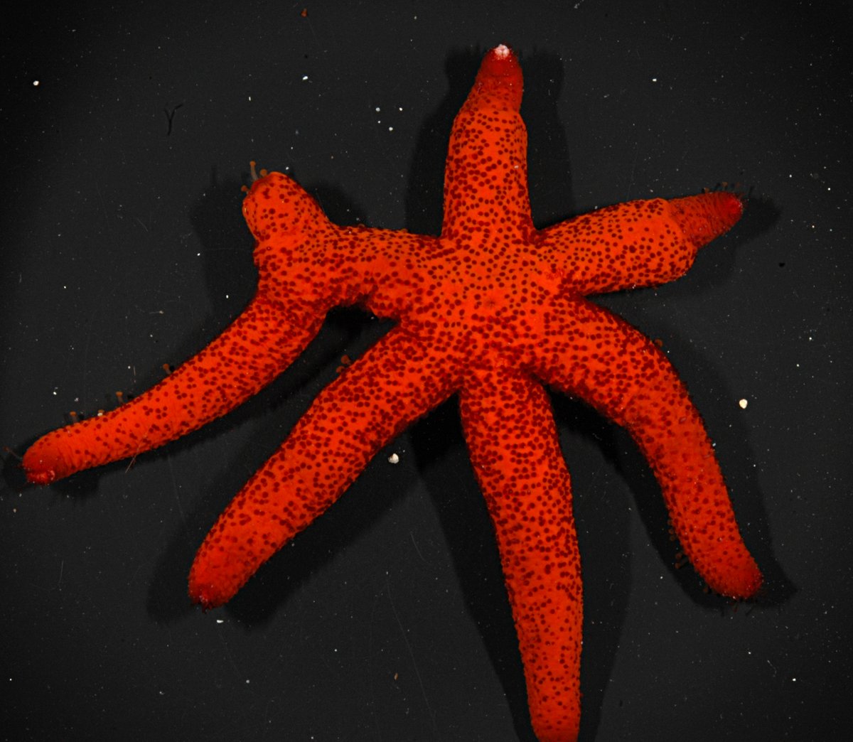 Spineless Science @ UF tweet media