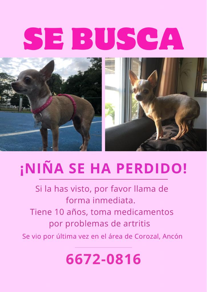 PabloBosquez's tweet photo. Mi mamá  y papá  se sienten muy triste 💔

Se ofrece recompensa, no se hacen preguntan. 

Ayuden me a encontrarla. https://t.co/tgsFXaHV08