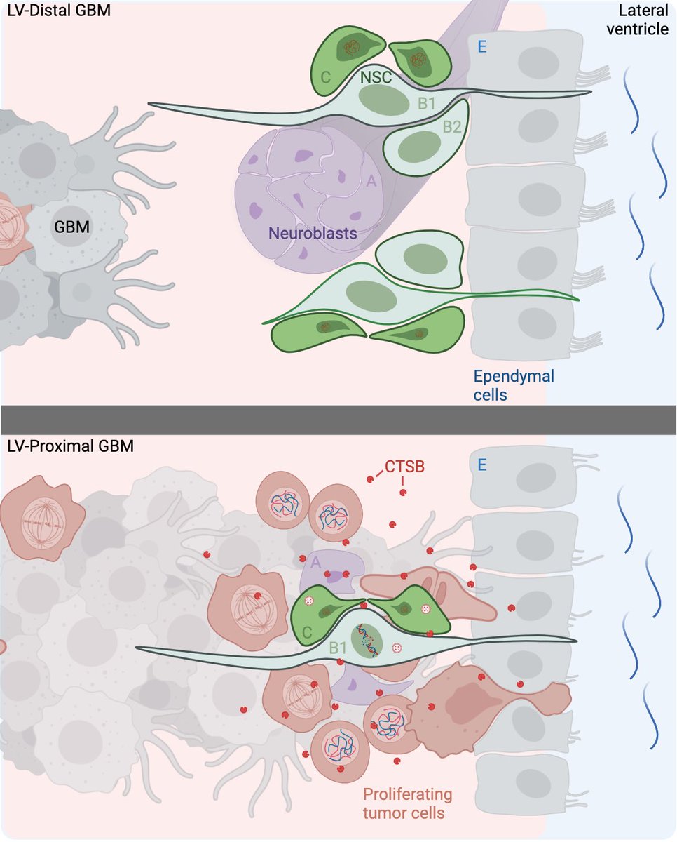 Guerrero-Cazares lab (@hugoguerrerolab) on Twitter photo 📣 New #preprint! How does #GBM affect the #microenvironment in the #subventricular_zone? In our new work <a href="/emilynorton295/">Emily Norton</a> uses novel #cell_specific_proteomics to address this question. <a href="/MayoClinicNeuro/">Mayo Clinic Neuro</a> <a href="/DoctorQMd/">Dr. Alfredo Quiñones-Hinojosa</a> <a href="/paulaschiappa1/">Paula Schiapparelli</a>
biorxiv.org/content/10.110… 📣 New #preprint! How does #GBM affect the #microenvironment in the #subventricular_zone? In our new work <a href="/emilynorton295/">Emily Norton</a> uses novel #cell_specific_proteomics to address this question. <a href="/MayoClinicNeuro/">Mayo Clinic Neuro</a> <a href="/DoctorQMd/">Dr. Alfredo Quiñones-Hinojosa</a> <a href="/paulaschiappa1/">Paula Schiapparelli</a>
biorxiv.org/content/10.110…