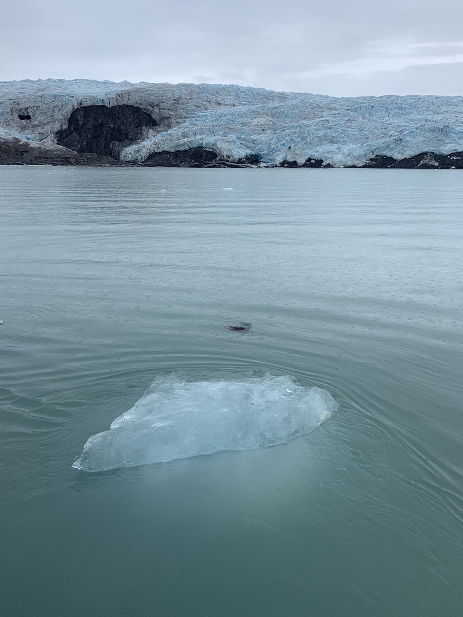 Ho visto cose bellissime nel mio recente viaggio alle #Svalbard ma questa foto la posto per documentare un ghiacciaio che si è ridotto di 1 km negli ultimi 10 anni. In questo mare artico galleggiano tanti piccoli blocchi di ghiaccio. Mi ha fatto impressione. #ClimateCrisis