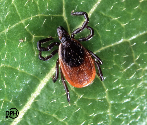 Today, CT DPH announced that four Connecticut residents have tested positive for Powassan virus infection. These four cases of POWV associated illness are the first to be identified in Connecticut in 2023. portal.ct.gov/DPH/Press-Room…