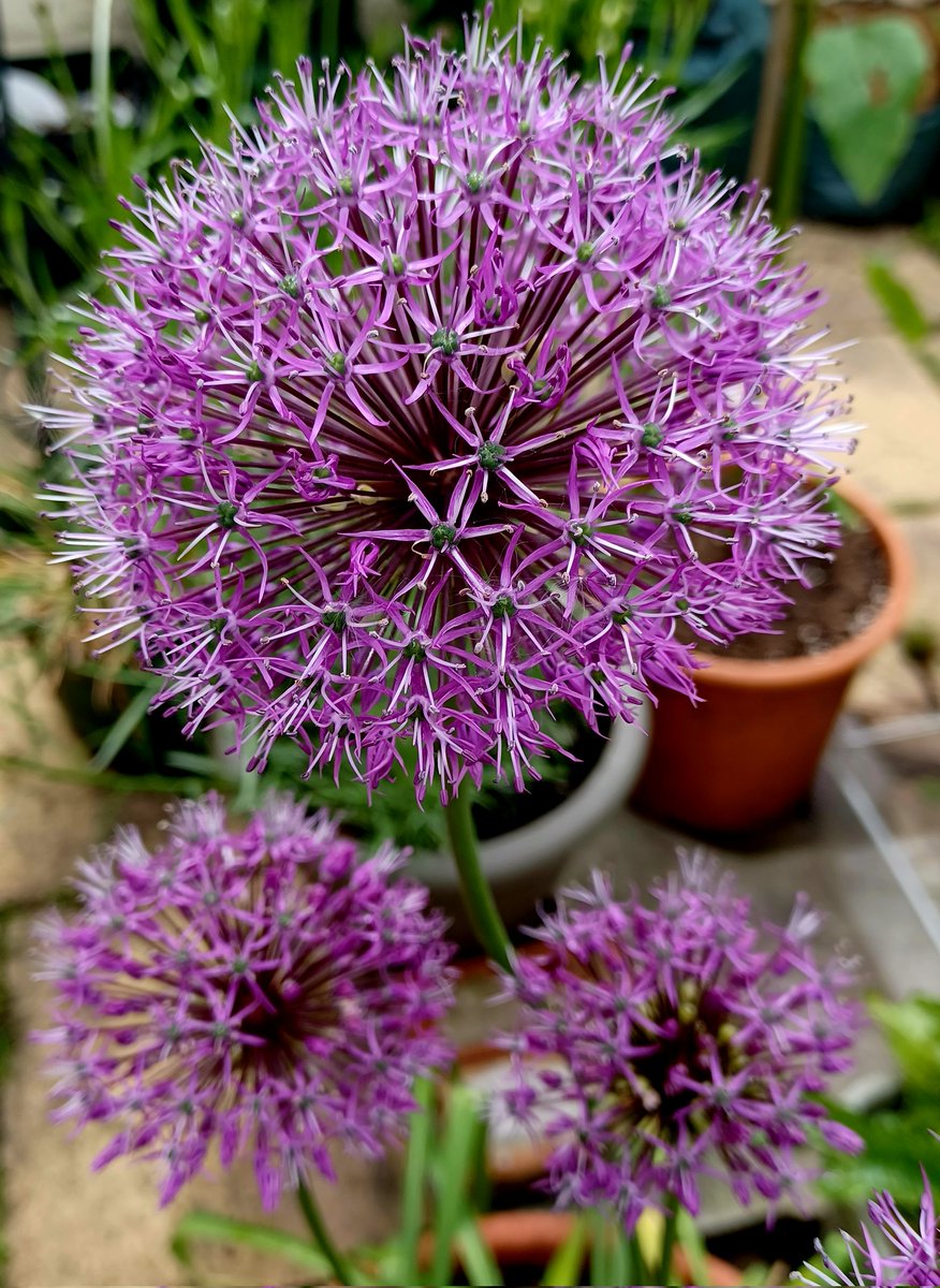 Allium 'Purple Sensation' #gardenshour #sixweeksofcolour #purple #gardening #flowers