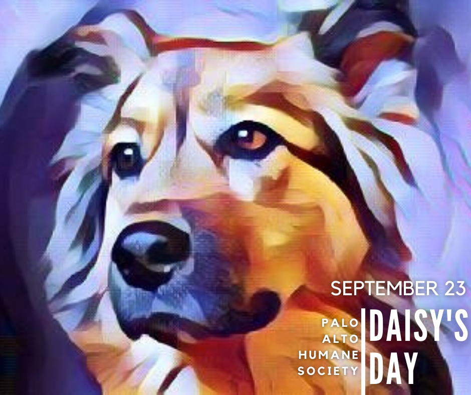 PAHS's tweet photo. Mark your calendars and help us bring the animal-loving community together at our upcoming Daisy's Day fundraiser - it promises to be a paw-sitively unforgettable afternoon! Make sure to get your tickets now so you don't miss out 🐶https://t.co/lygevDCtgc https://t.co/tiO4jgTF0s