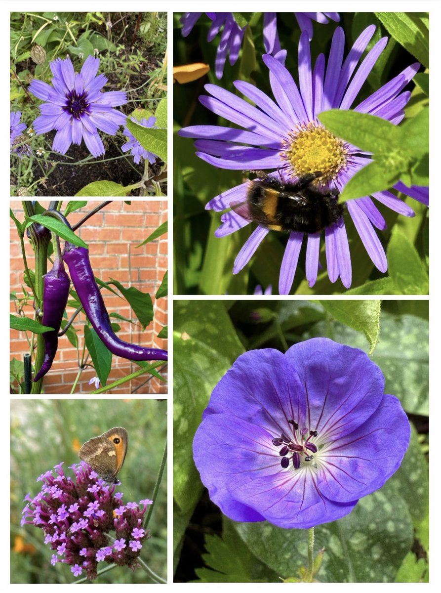 Lots of purple in the garden at the mo for this weeks
#GardensHour #SixWeeksOfColour #purpleflowers
Including purple chillies 🌿💜🌶️