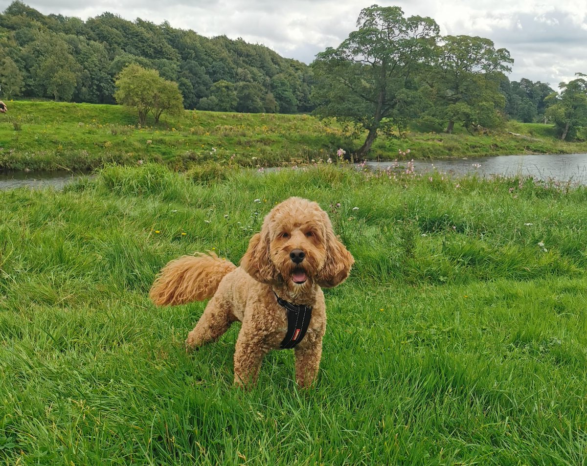 the_cockapoo's tweet photo. Been exploring @bolton_abbey! A great walk and lots of #dogfriendly places. 🐕🐩🐶🐾

#cockapoo https://t.co/3whXTmm6de