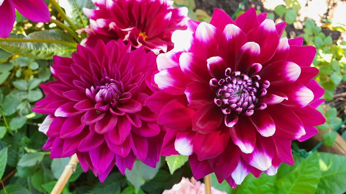 Dahlia - Ryan C, beautifully regal in purple and white <a href="/GardensHour/">GardensHour</a> #GardensHour #DailyDahlia #Flowers #gardening