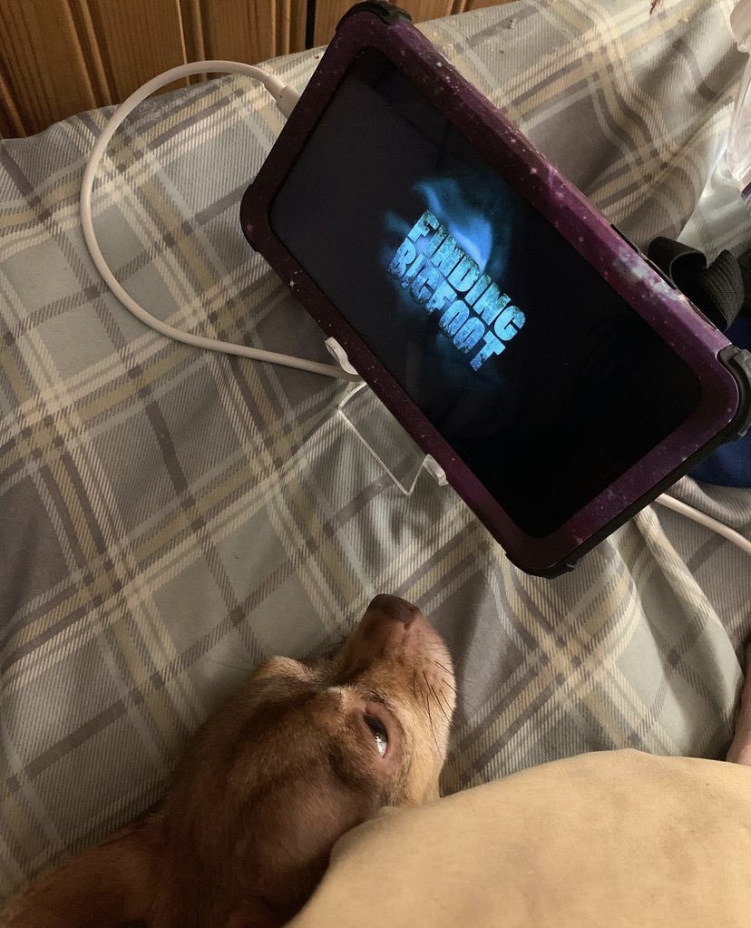 MouseFroehler's tweet photo. When your chihuahua is a HUGE @squatcher fan. You tell her “Wanna watch the Bobo?” She goes in circles and wants the phone Now. 

And she will lay there for EPISODES watching. https://t.co/qeNZn1JNFL