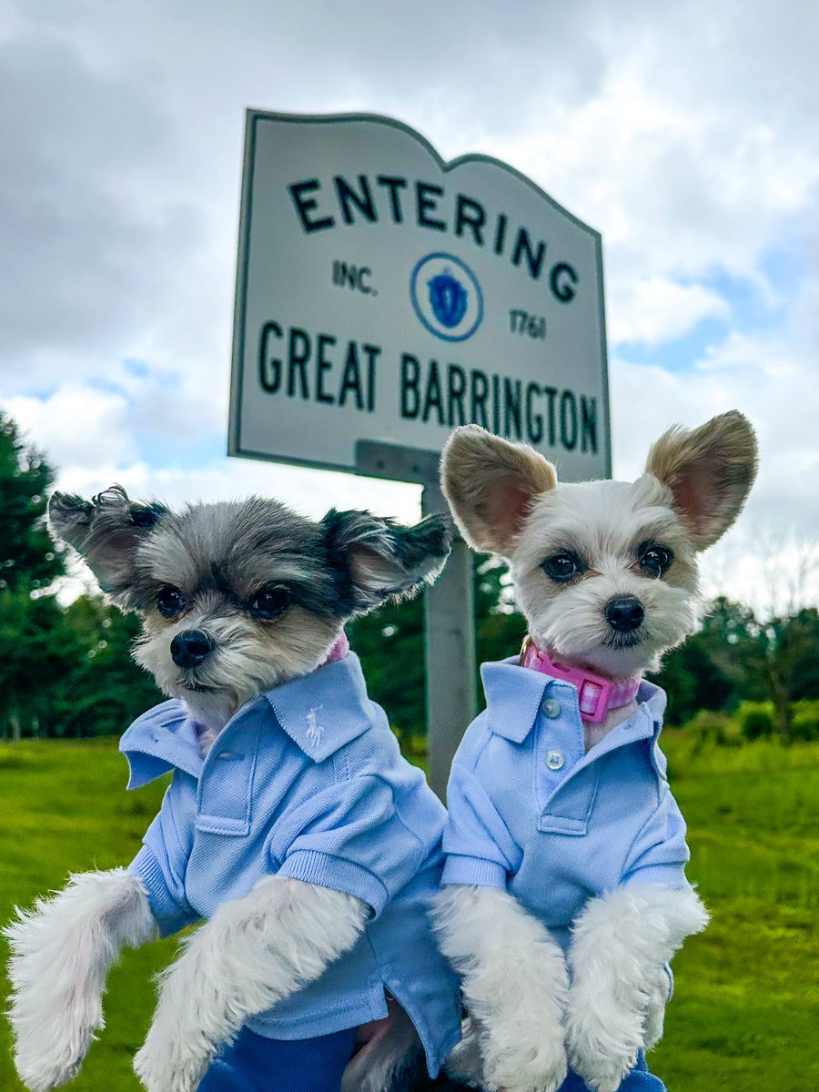 TINKERBELLEadog's tweet image. “WOOF! Went to the bezerkshires and didn’t get abducted by aliens…so it’s all good!” - Tinkerbelle &amp;amp; Belle 🐶🌲👽 
.
.
.
.
.
#dogsofnyc #dogswhotravel #dogsbeingbasic #theberkshires #thebezerkshires #bravotv #rhony #dorindamedley #greatbarrington #alienabduction #alienencounter
